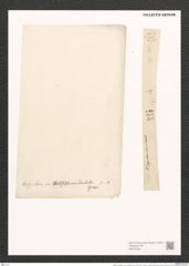 Nitzschia angularis var. accidentalis Grun. (de-Toni-Nr.: Genus 47, Species 2086) Zeichnungen Sammlung Grunow (NHMW-BOT-W0372024)